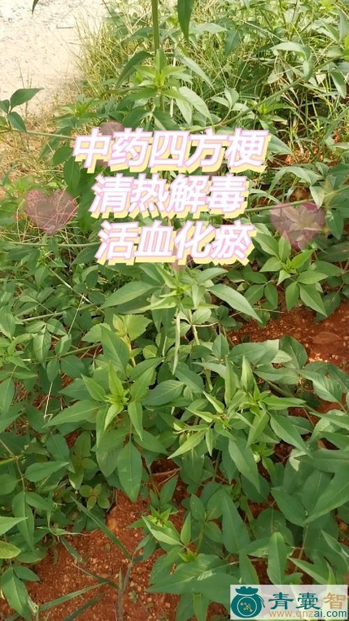 中药材四方梗图片