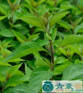 中药材四方草图片