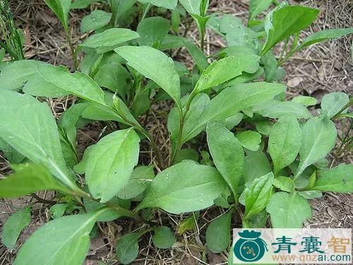中药材四方马兰图片