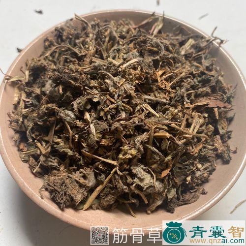 中药材四柑筋骨草图片