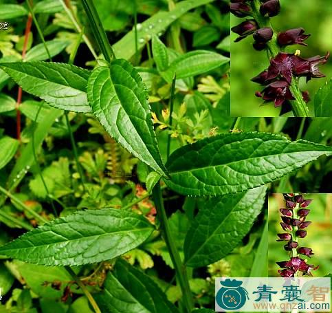 中药材四棱麻图片