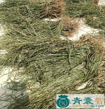 中药材四楞筋骨草图片