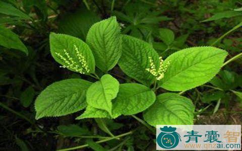 中药材四皮风图片