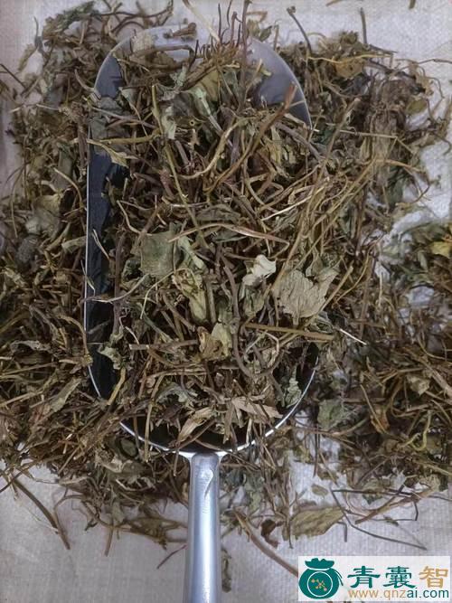 四蝶草的性状性味归经以及功效用法-青囊智