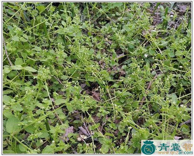 中药材四轮草图片