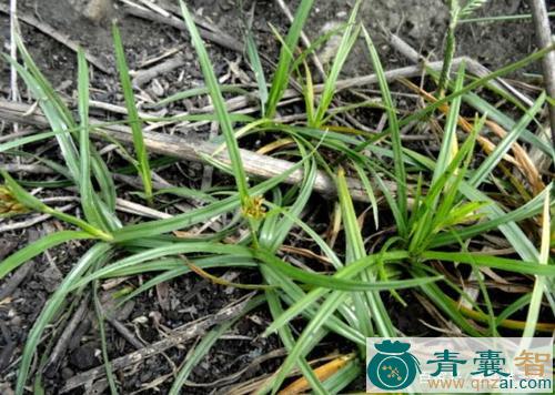 中药材回头草图片