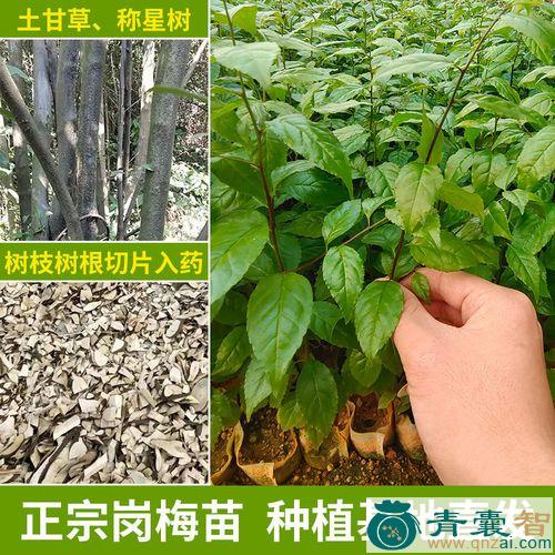 中药材回树图片