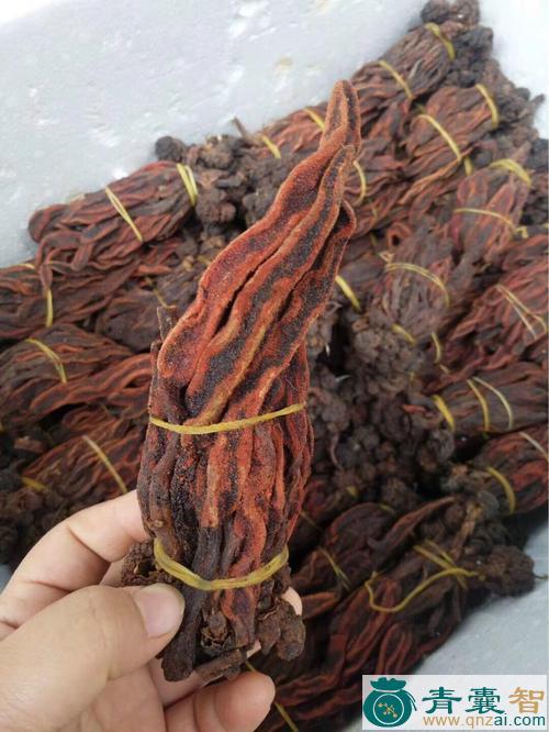 中药材回生草图片