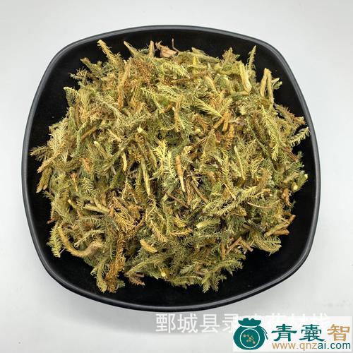 中药材回筋口千图片