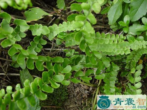 中药材团叶鳞始蕨图片