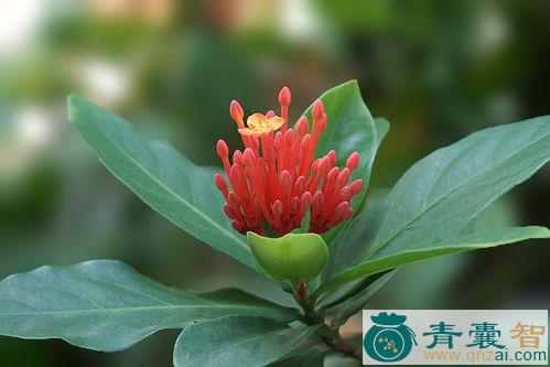 中药材团花龙船花图片