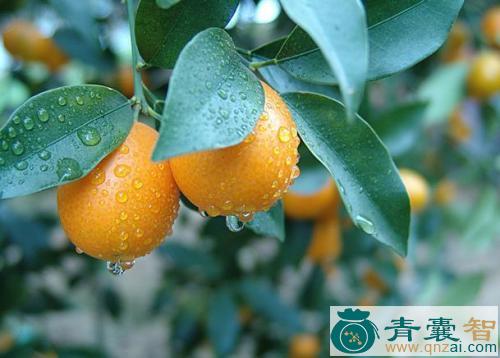 中药材园金柑图片