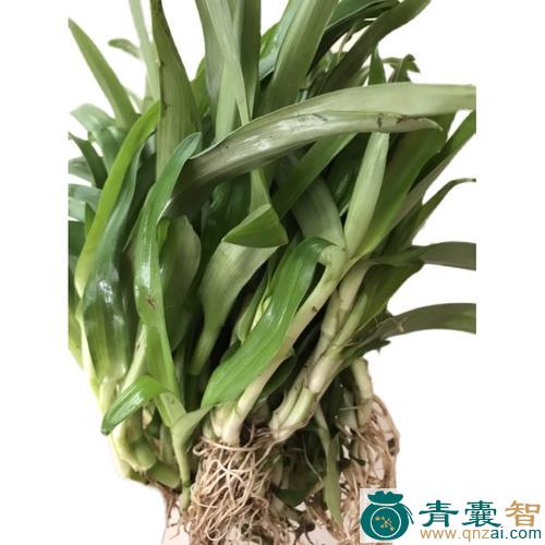 中药材围夹草图片