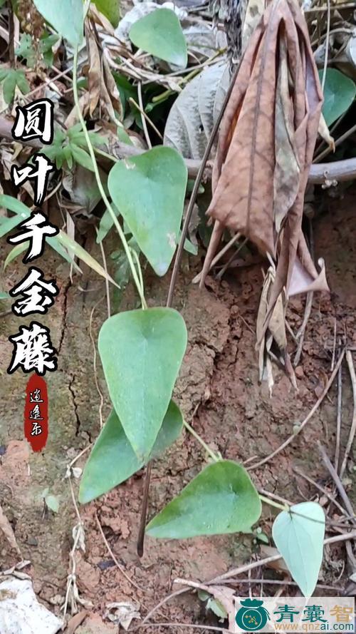 中药材圆叶千金藤图片
