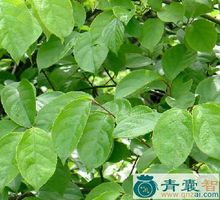 中药材圆叶南蛇藤图片