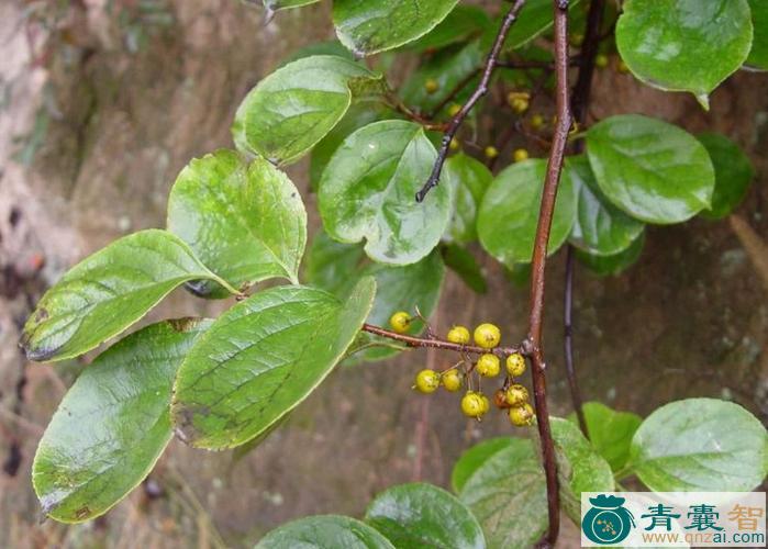 圆叶南蛇藤茎的以及功效用法-青囊智