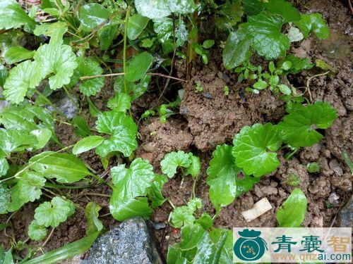 中药材圆叶咳觑草图片