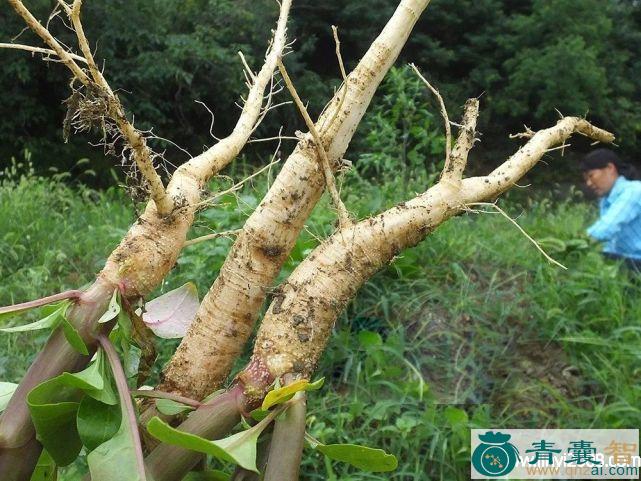 中药材圆叶山总管图片