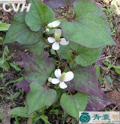中药材圆叶蕺菜图片