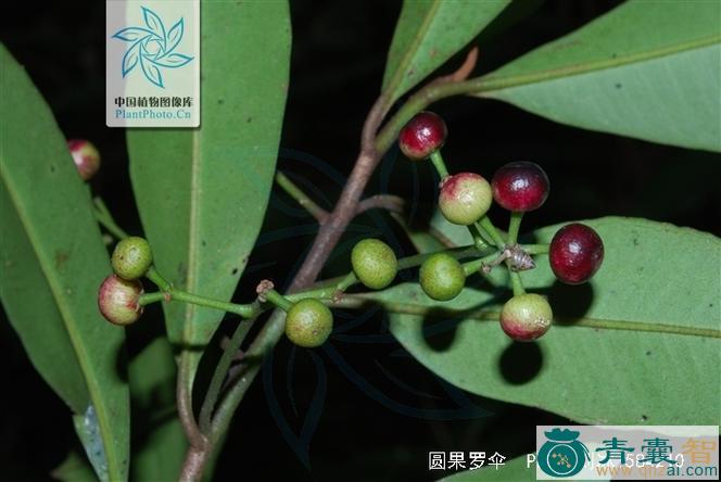 中药材圆果罗伞图片