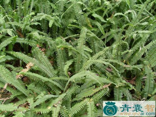 中药材圆羊齿图片