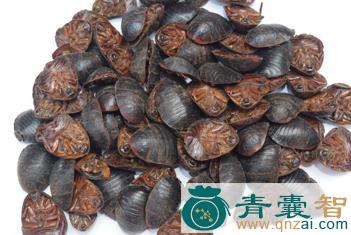 中药材土伏虱图片