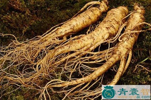 土元参的性状性味归经以及功效用法和注意事项-青囊智