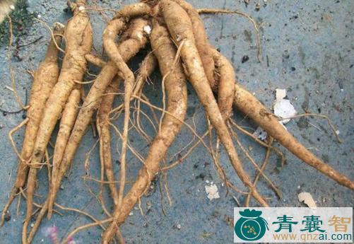 中药材土参图片