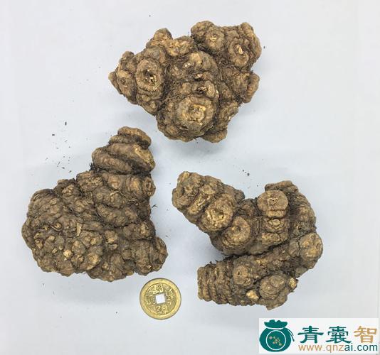 土川芎的性状性味归经以及功效用法和注意事项-青囊智