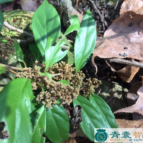 土恒山的性状性味归经以及功效用法-青囊智