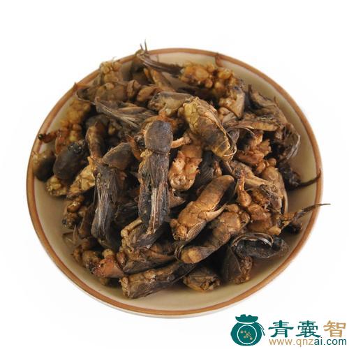 中药材土拨鼠图片