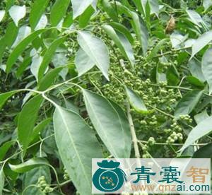 中药材土杜促图片