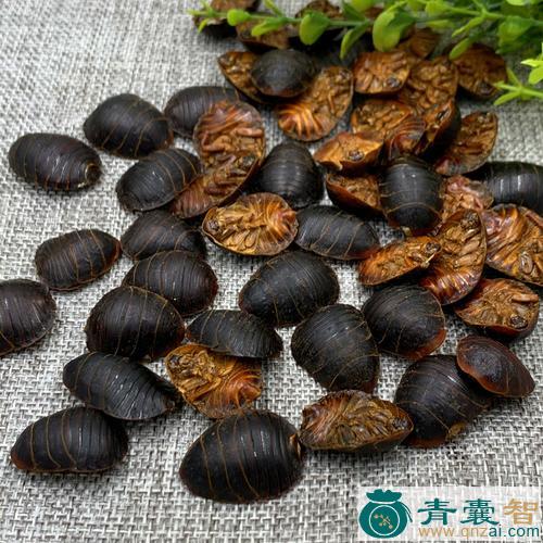 中药材土樗子图片
