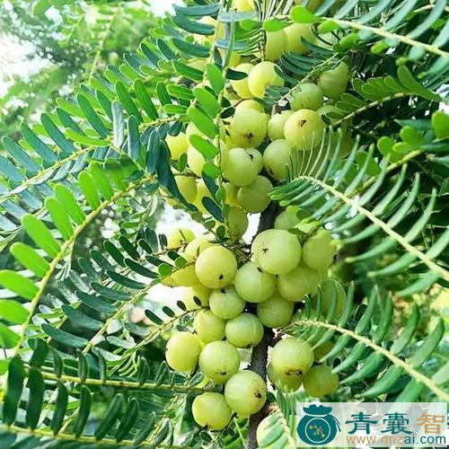 中药材土油甘图片