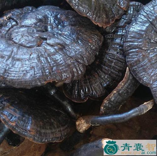 中药材土灵芝图片