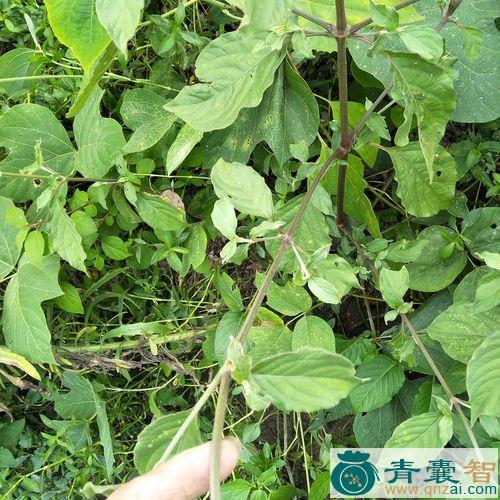 中药材土牛儿图片