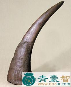 中药材土犀角图片