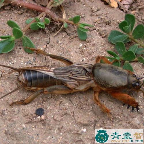 中药材土狗图片