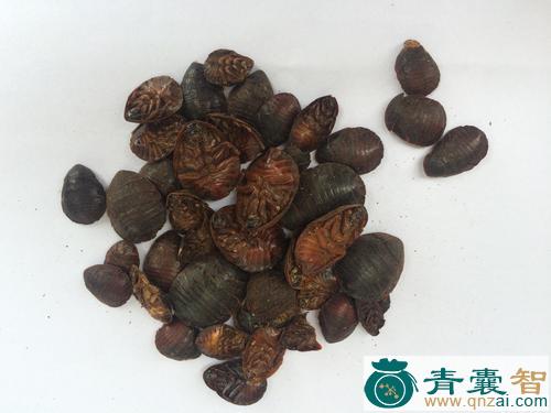中药材土球子图片