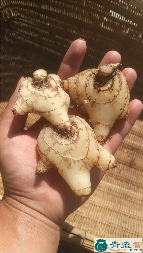中药材土白芨图片
