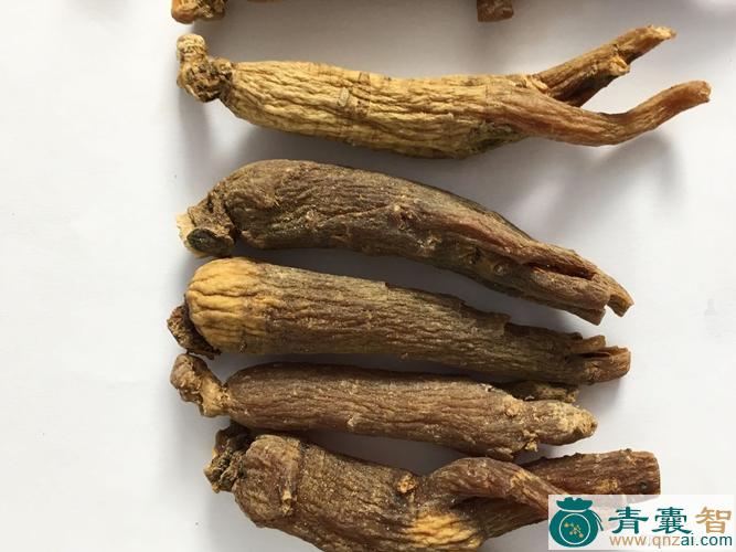 土红参的性状性味归经以及功效用法-青囊智