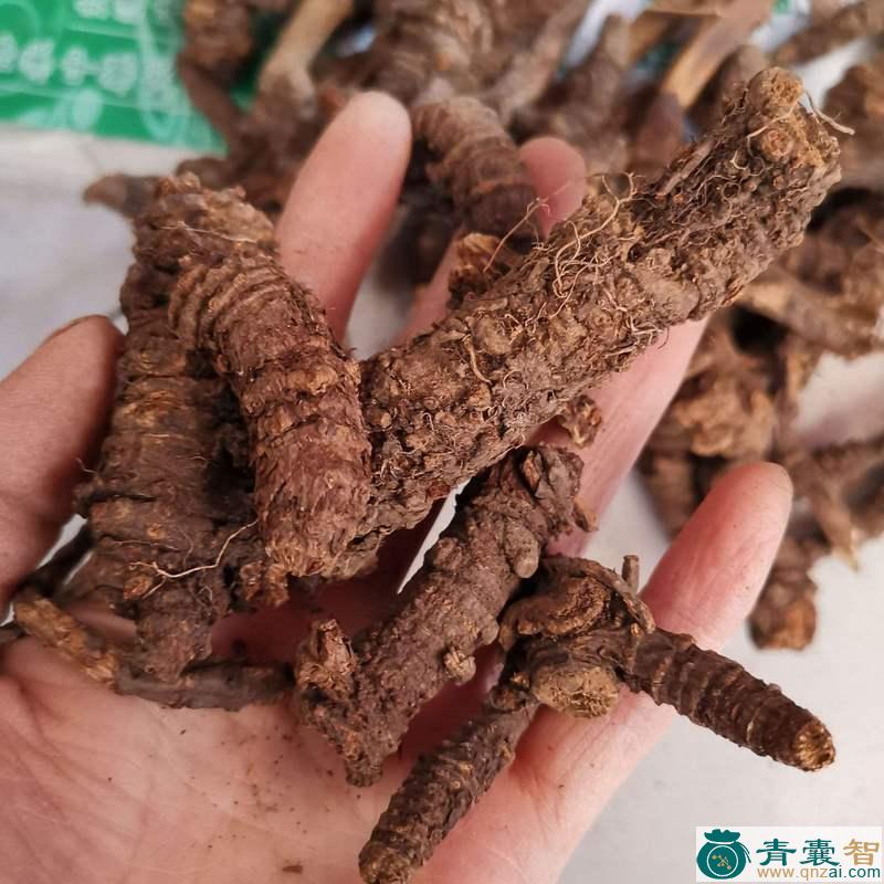 土羌活的性味归经以及功效用法-青囊智