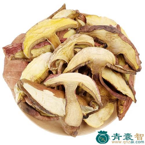 土色牛肝菌-青囊智