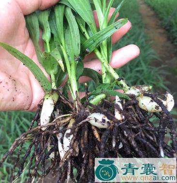 中药材土苗草白茜草图片