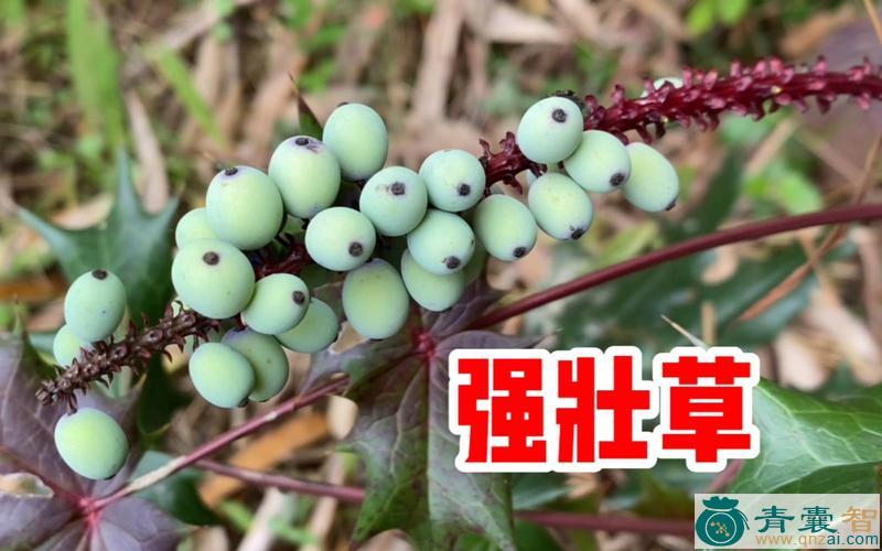 中药材土莎连图片