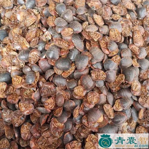中药材土虱图片
