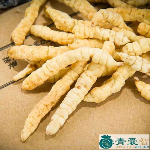 中药材土蚕子根图片
