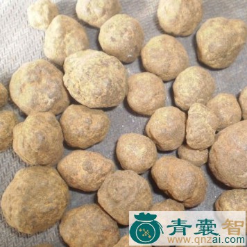 中药材土蚱子图片