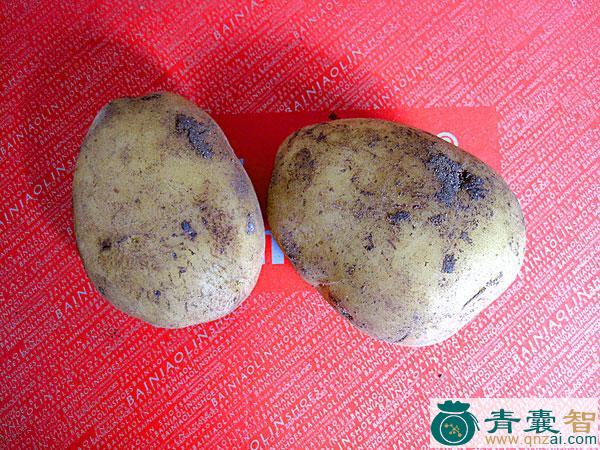 土豆1963版的性味归经以及功效用法-青囊智
