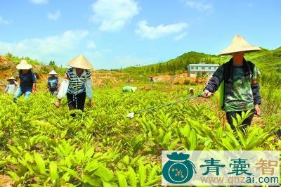 中药材土里开发图片